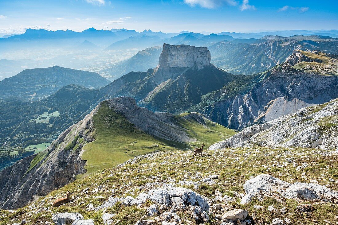 Frankreich, Isere, Regionaler Naturpark Vercors, Nationales Naturschutzgebiet des Vercors-Hochlandes, Steinbock an den Hängen des Grand Veymont (Höhe: 2341 m), höchster Punkt des Vercors-Massivs, Blick über den Berg Aiguille (Höhe: 2087 m) und Devoluy Massiv