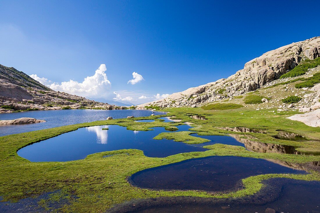 France, Haute-Corse, valley of Restonica, " pozzines " (or peat bogs) of the lake of Oriente or lavu del Oriente (2061m)