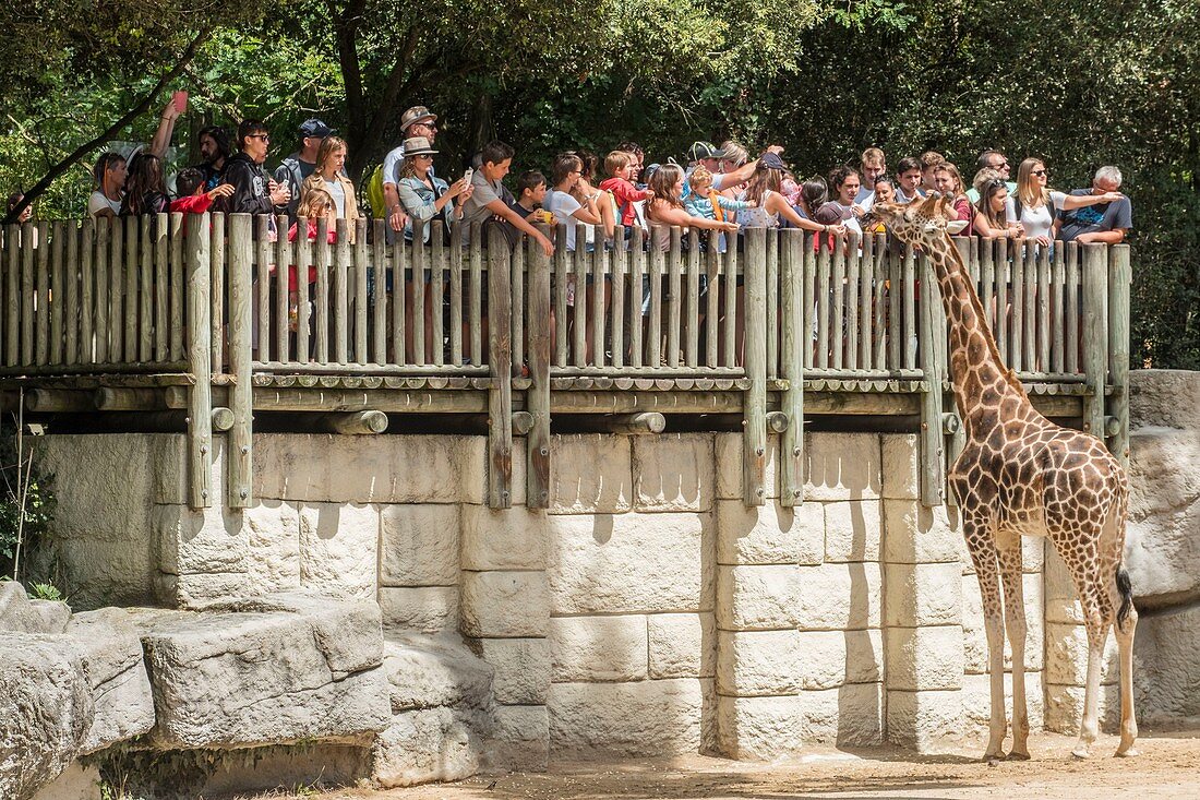 Frankreich, Charente Maritime, La Palmyre Zoo, Kinder füttern die Giraffen