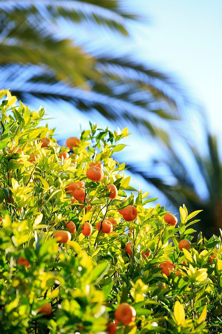 France, Alpes-Maritimes, Menton, Garden of the Palais Carnoles