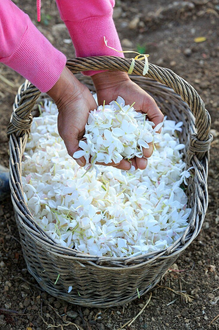 France, Alpes Maritimes, Grasse, Jasmin, Constant Viale