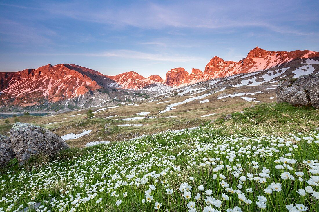 Frankreich, Alpes-de-Haute-Provence, Mercantour-Nationalpark, Haut Verdon, Blüte der Kuepfer-Butterblume (Ranunculus kuepferi), im Hintergrund die Touren des Allos-Sees (2745 m)