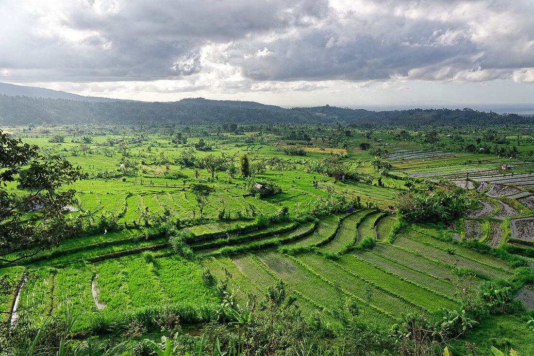 Traumhafte Reisfelder in der Nähe von Tirtaganga im Osten von Bali, Indonesien, Südostasien, Asien