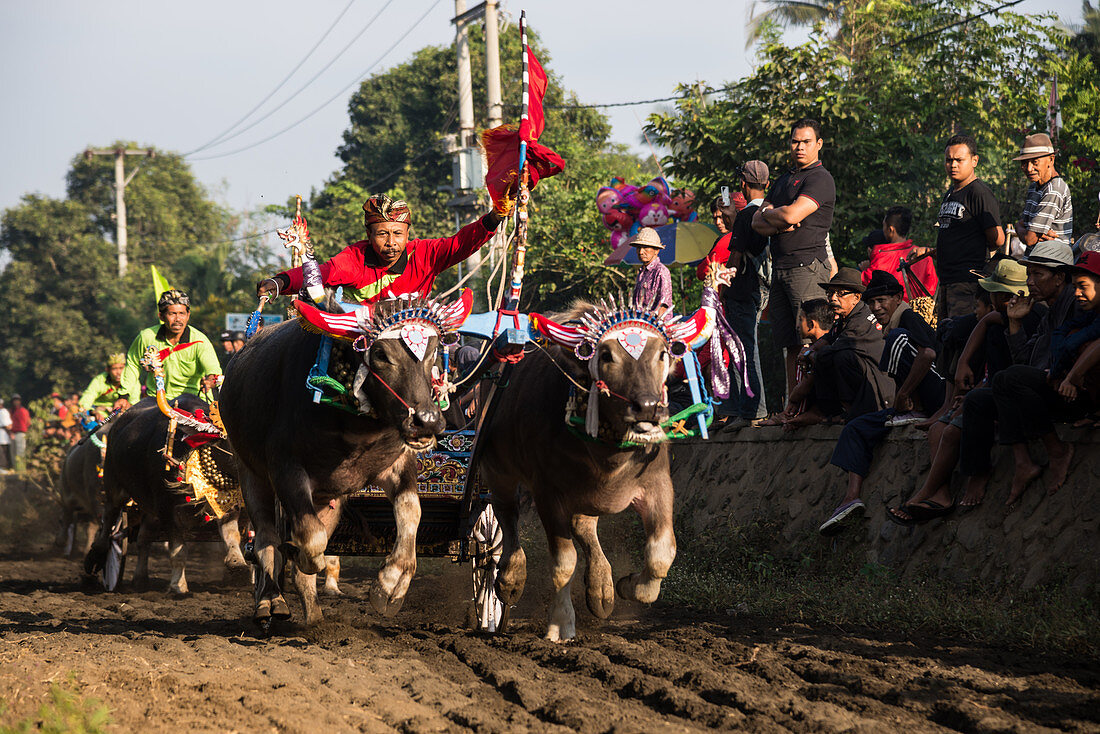 Makepun, buffalo race, not far from the city of Negara on Bali, Indonesia, Southeast Asia, Asia
