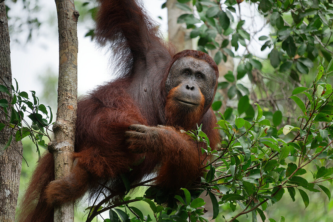 Male orangutan in Tanjung Puting National Park, Borneo Island, Indonesia, Southeast Asia, Asia