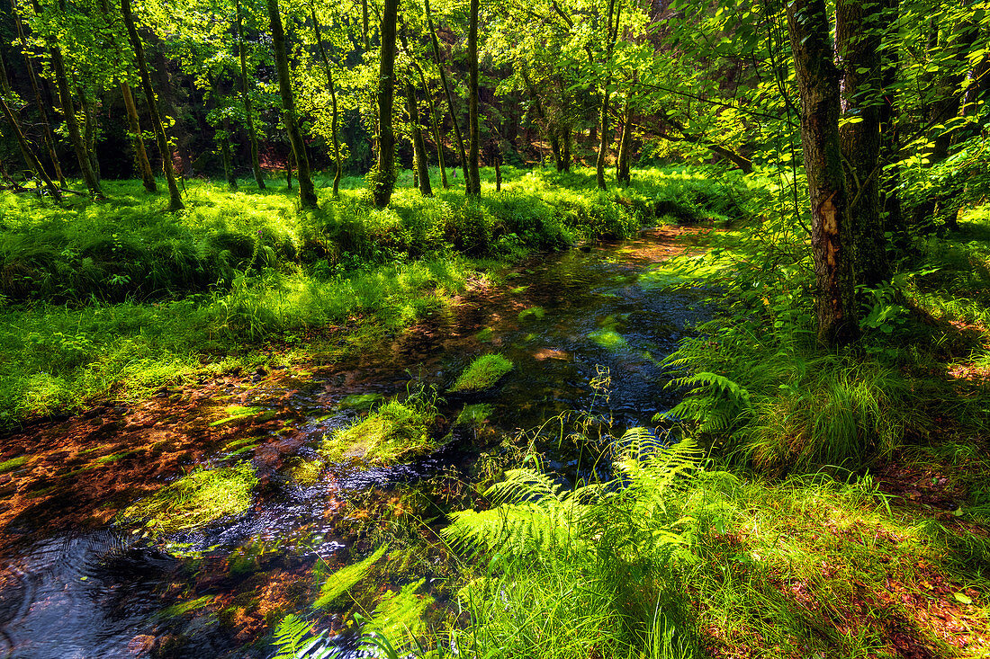 Kamnitz, Fluss, Sommer, Sommerfrische, Nationalpark, Böhmische Schweiz, Tschechien, Europa 