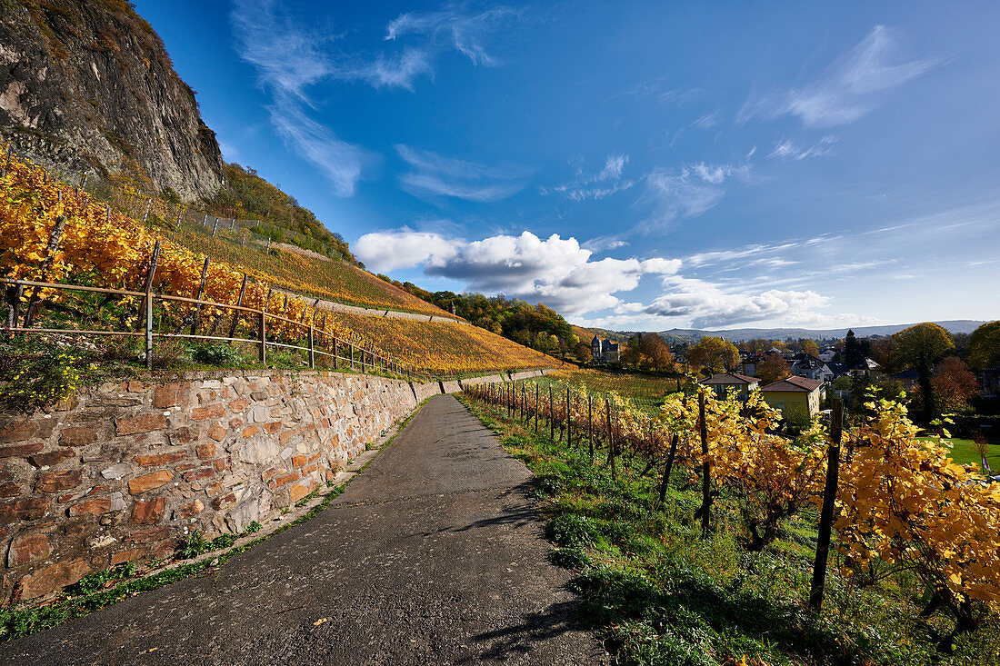 Herbstlicher Weinberg bei Bad Honnef-Rhöndorf, Nordrhein-Westfalen, Deutschland