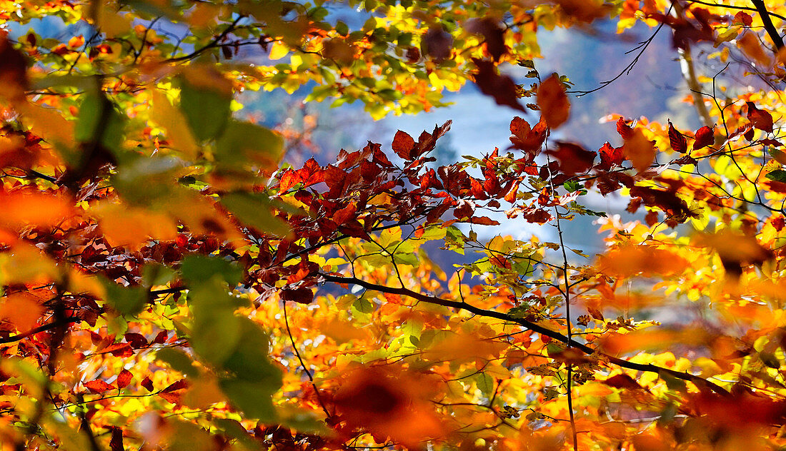 Autumn leaves above the Isar near Munich, Bavaria, Germany; Europe