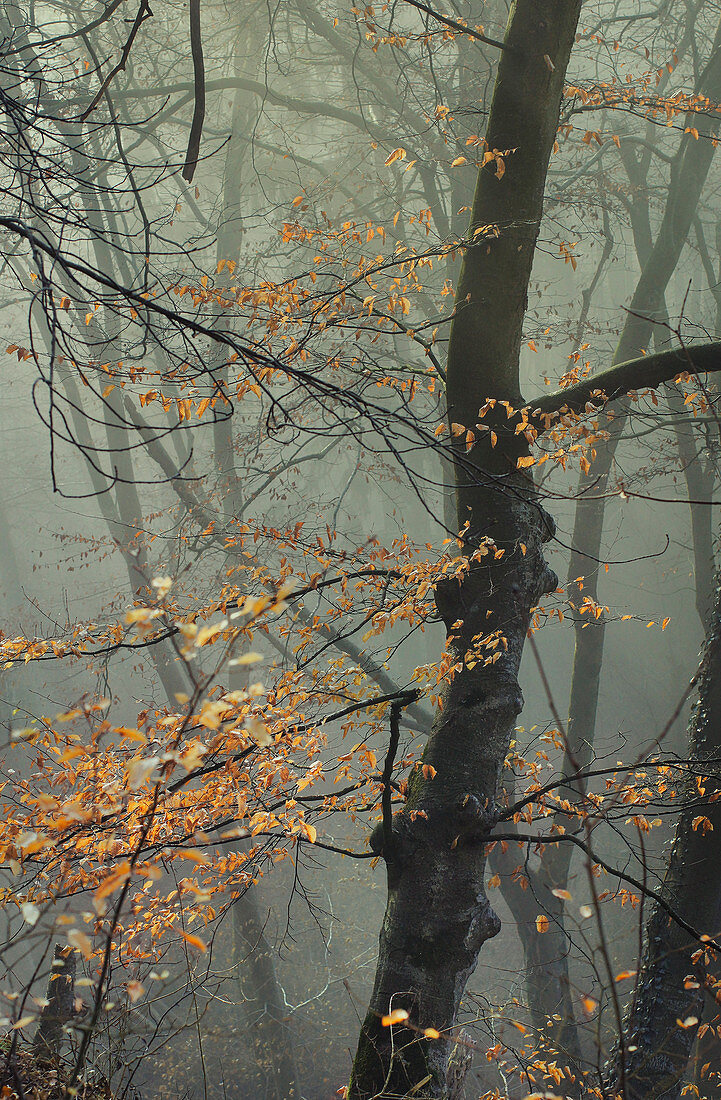 Autumn morning in the beech forest south of Munich, Upper Bavaria, Bavaria, Germany, Europe