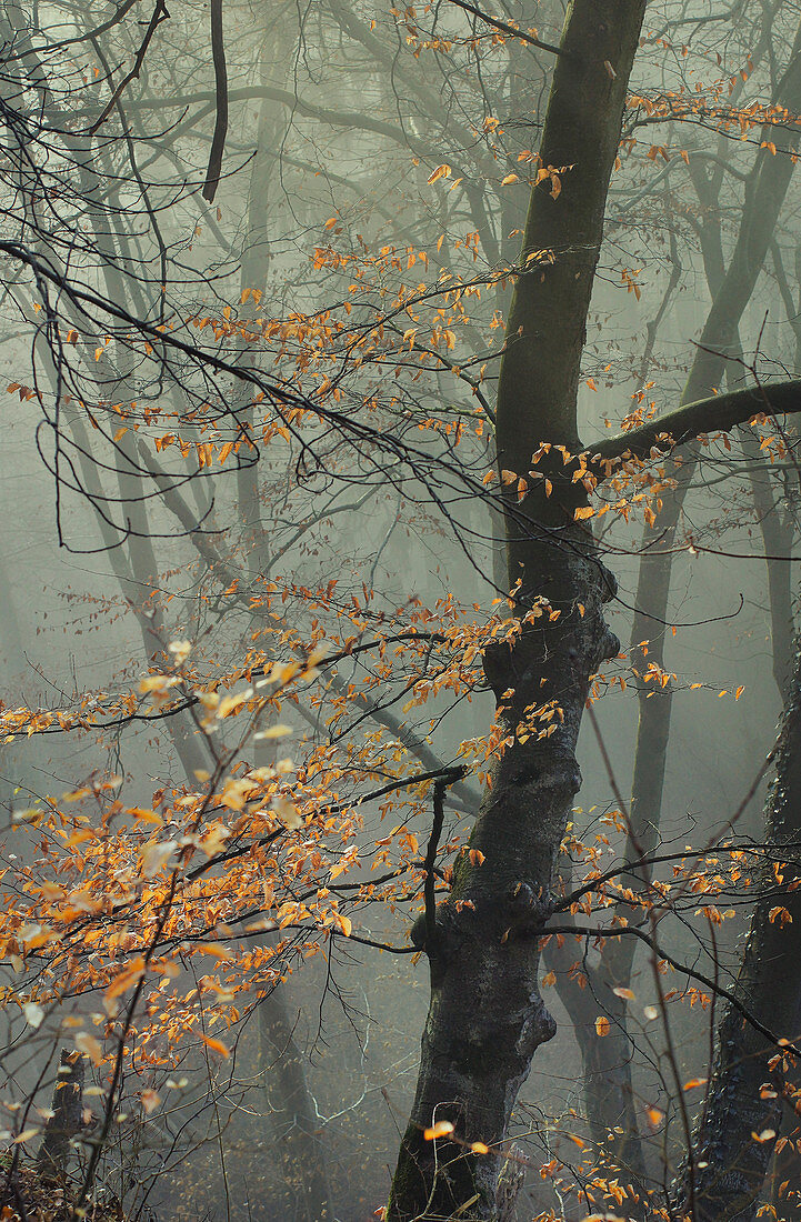 Herbstmorgen im Buchenwald südlich von München, Oberbayern, Bayern, Deutschland, Europa