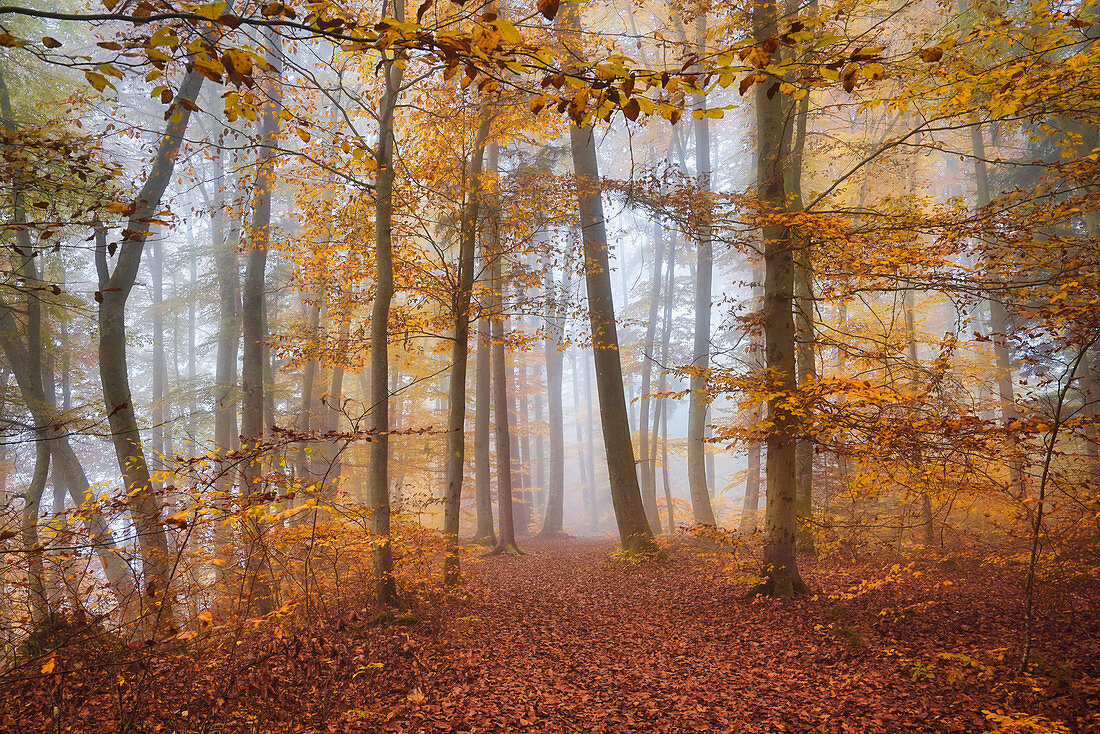 Herbstlicher Buchenwald südlich von München, Oberbayern, Bayern, Deutschland, Europa