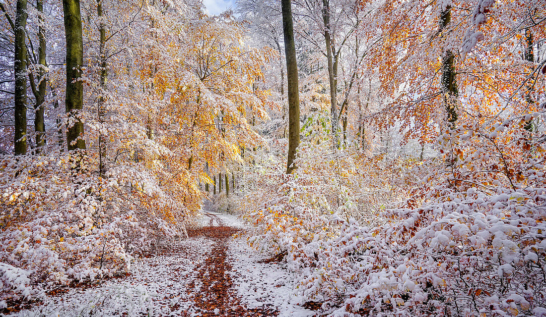 Wintereinbruch im herbstlichen Buchenwald nahe München, Oberbayern, Bayern, Deutschland, Europa