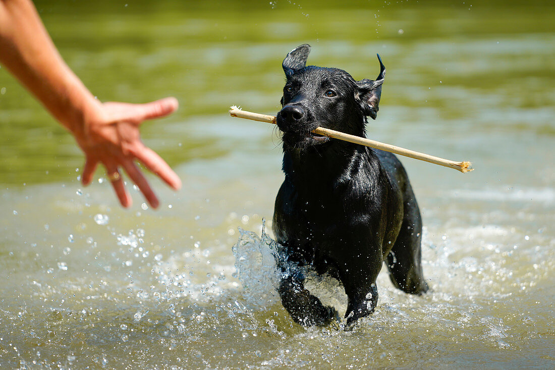 Junger Labrador beim Badespaß im Fluss bringt Stöckchen