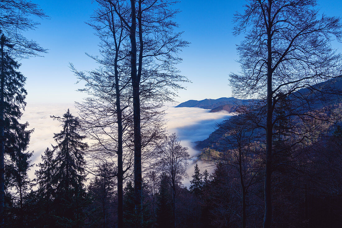 Unterhalb der Sonnenspitz im November, Kochel am See, Oberbayern, Bayern, Deutschland, Europa