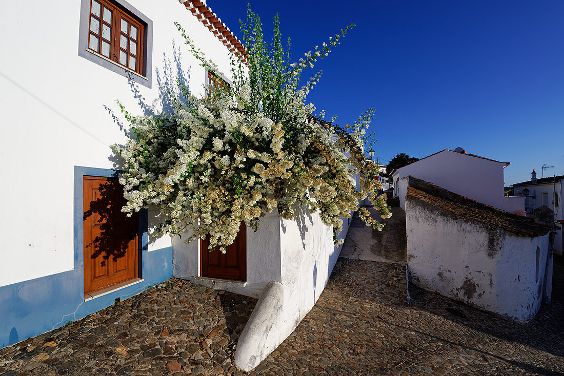 Blüten im Sommer in den Gassen von Aljezur, Distrikt Faro, Portugal
