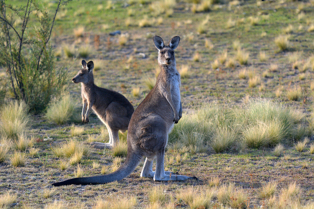 Östliche graue Kängurus im Outback von Canberra, Australian Capital Territory, Australien