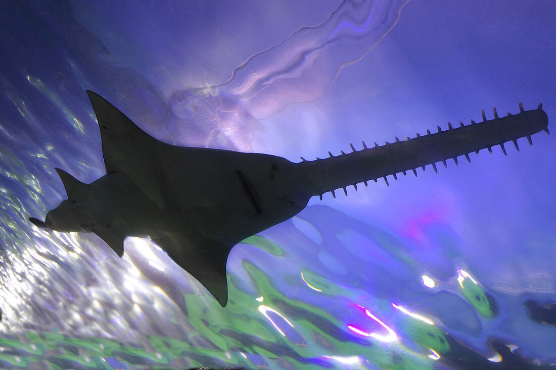 Silhouette of a Saw Shark swimming underwater in the great barrier reef near Cairns Queensland Australia.