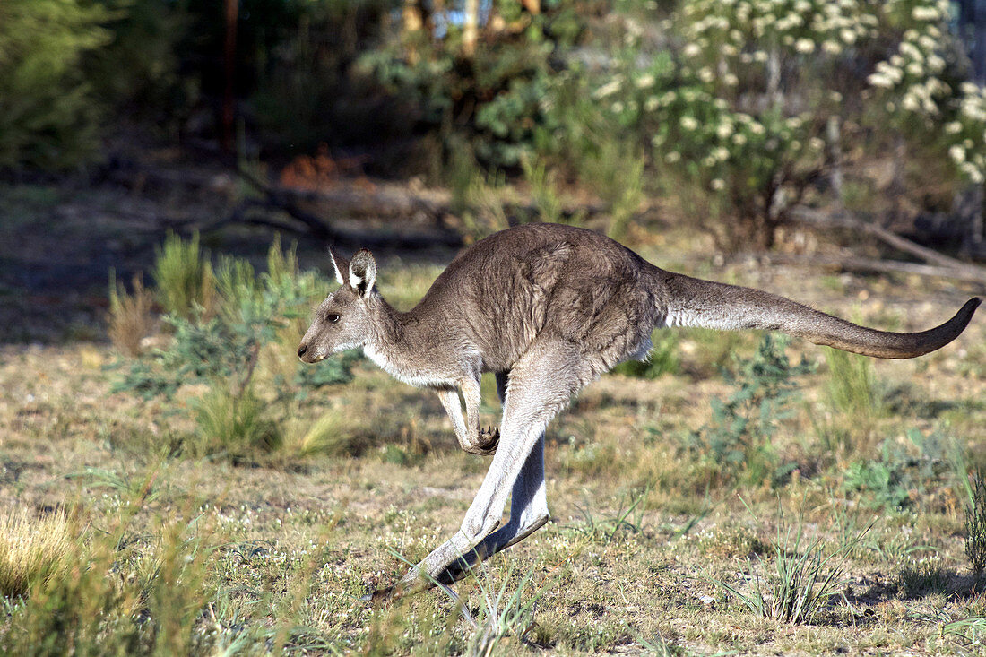 Östliches graues Känguru Springen im Outback von Canberra, Australian Capital Territory, Australien