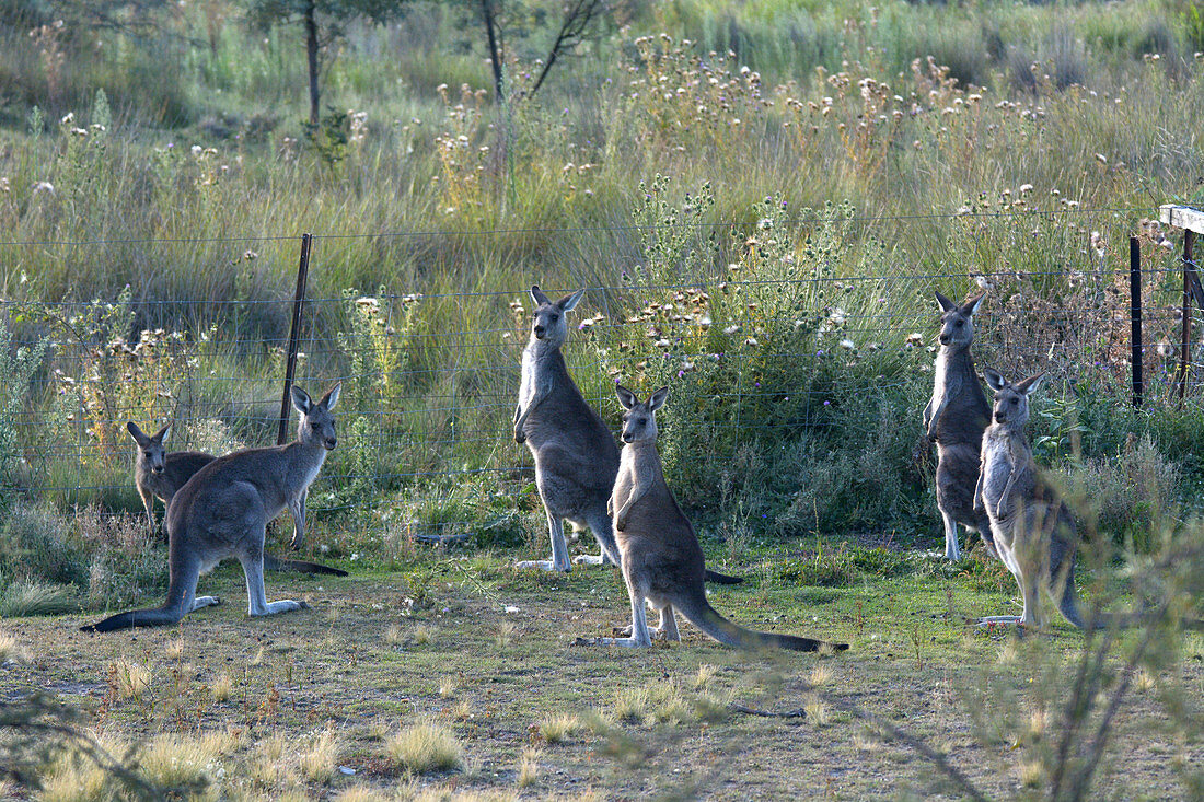 Östliche graue Kängurus im Outback von Canberra, Australian Capital Territory, Australien