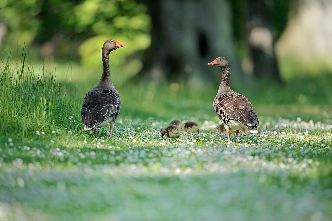 Greylag Geese (Anser anser) feral birds with goslings in Country Park, East Lothian, Scotland, May 2015