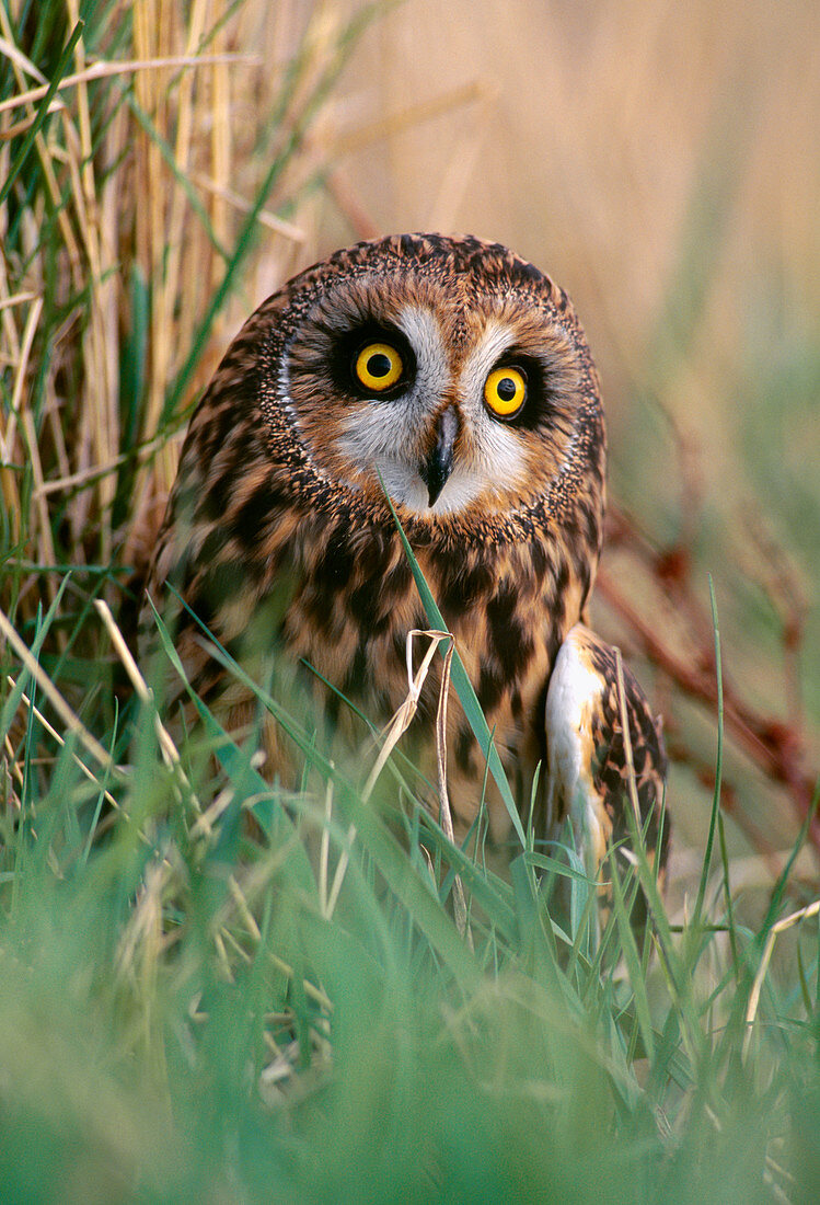 Short-eared Owl (Asio flammeus) perched on ground after failed hunting attempt, Lindisfarne National Nature Reserve, Northumberland, England, February 1999