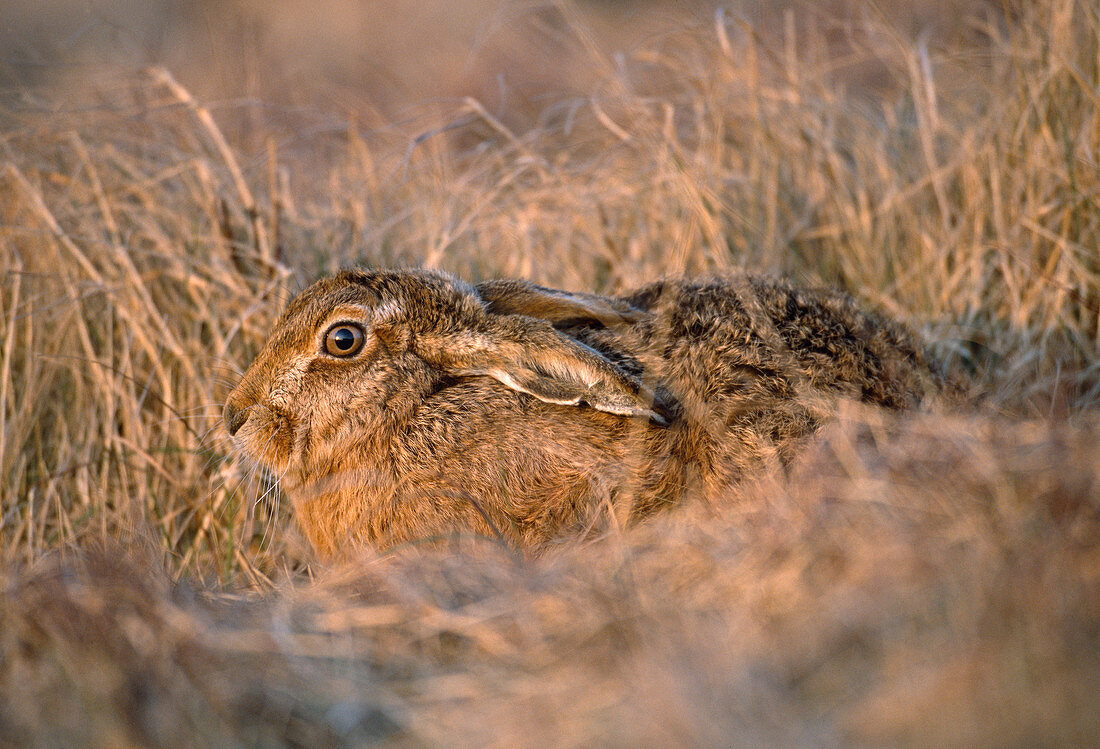 Brown Hare (Lepus europaeus), hiding in rough grassland, Loch Gruinart RSPB Nature Reserve, Hebrides, Islay, Scotland, April 2004