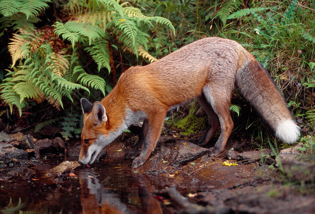 Red Fox (Vulpes vulpes) sub-adult, semi-habituated animal, Loch Lomond and the Trossachs National Park, Stirlingshire, Scotland, September 1999