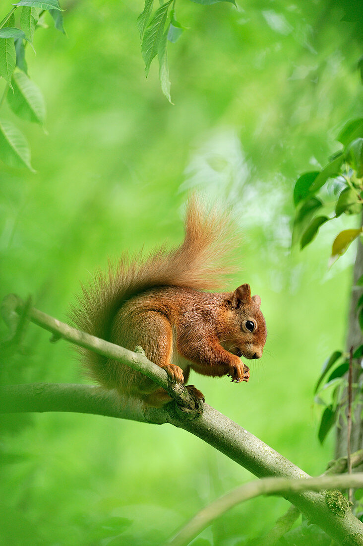 Rotes Eichhörnchen (Sciurus vulgaris) im Sommerfell im Laubwald, Berwickshire, Schottland, Juni 2011