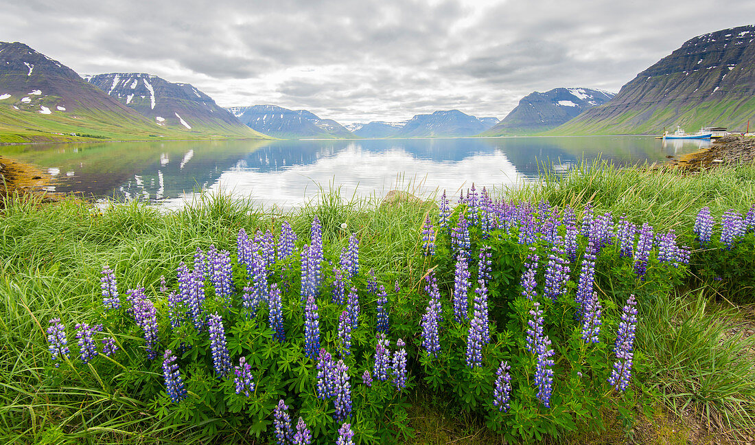 Onundarfjordur near Flatey,  West fjords. Iceland.