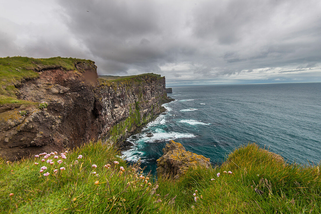 Latrabjarg-Klippen. Westfjord von Island. Nistgebiet für Seevögel. Der höchste Punkt der Klippen ist 440 Meter über dem Meer.