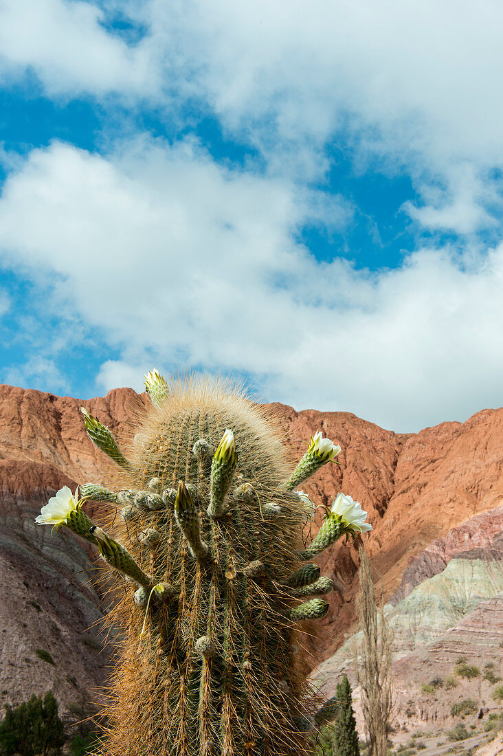 Blühende Kardonkakteen an den bunten Felsformationen in den Anden in Purmamarca, Provinz Jujuy, Argentinien.