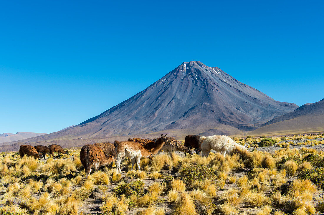 Llamas with Licancabur volcano, 5,920 m (19,423 ft), in background, which is a highly symmetrical stratovolcano on the southernmost part of the border between Chile and Bolivia, near the Jama Pass in the Andes Mountains, Chile.