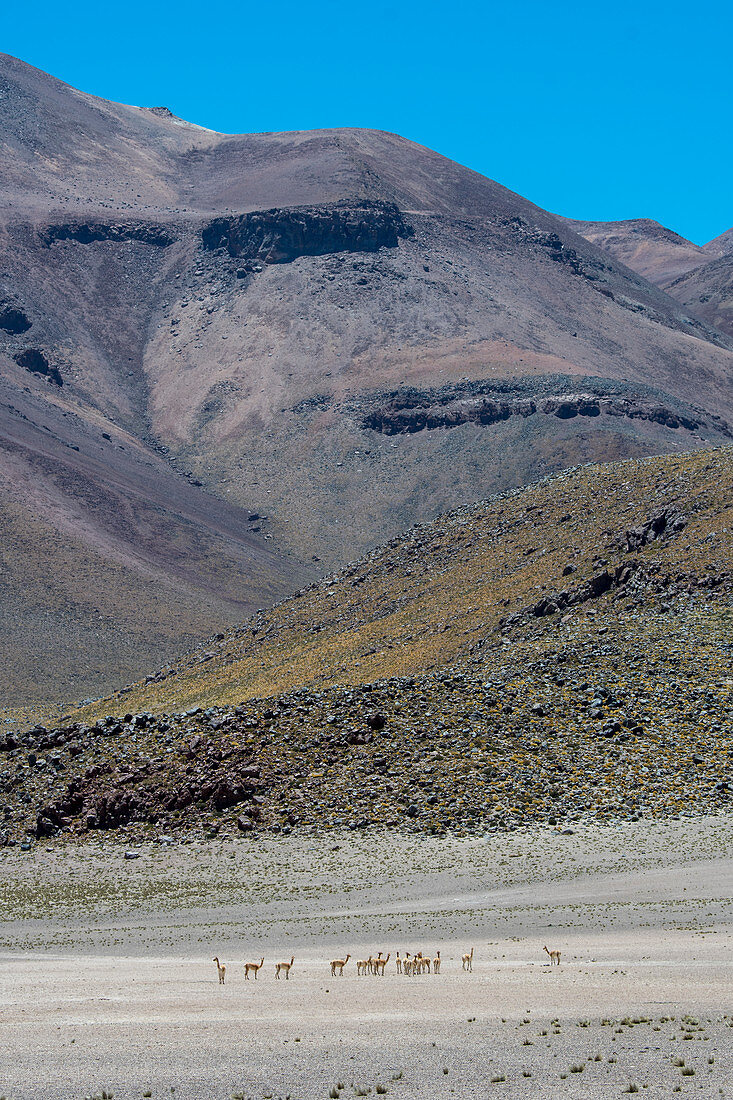 Eine Gruppe von Vikunjas (Vicugna vicugna) in der Nähe der Miscanti-Lagune im Los Flamencos Nationalreservat bei San Pedro de Atacama in der Atacama-Wüste, Nordchile.