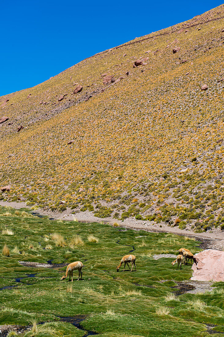 Vikunja (Vicugna vicugna) beim Grasen in einem Tal in der Nähe des geothermischen Beckens des El Tatio Geysirs bei San Pedro de Atacama in der Atacama-Wüste, Nordchile