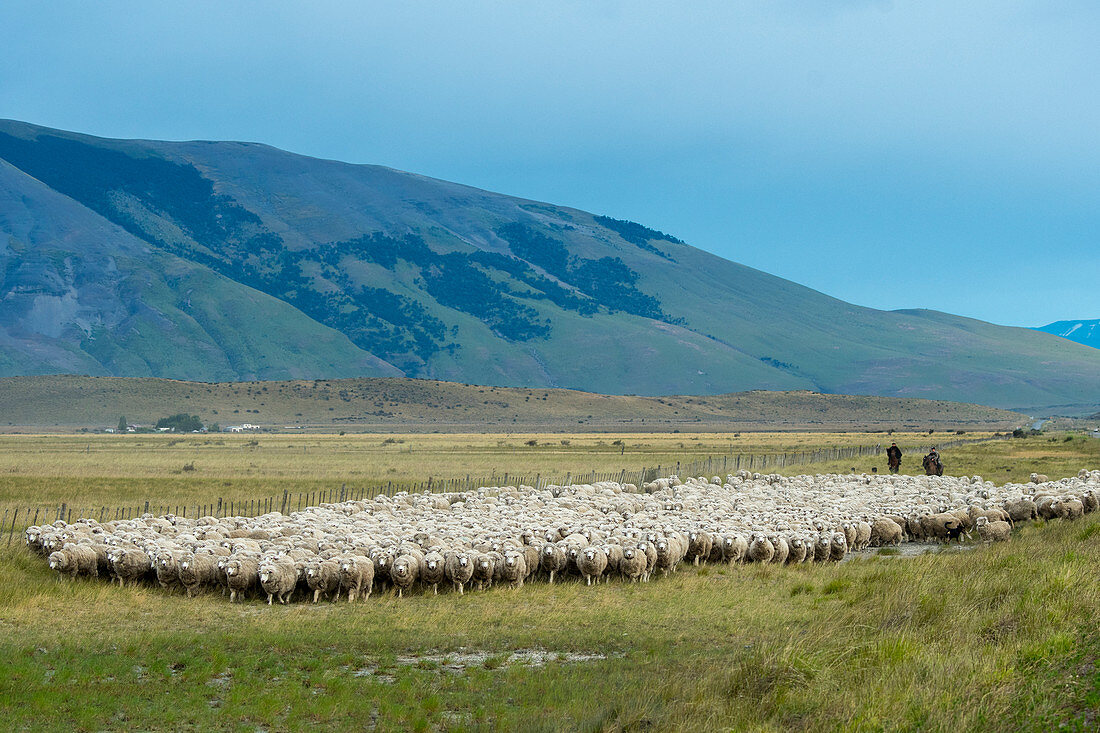 Gauchos herding sheep along a highway near Torres del Paine National Park in Southern Chile.