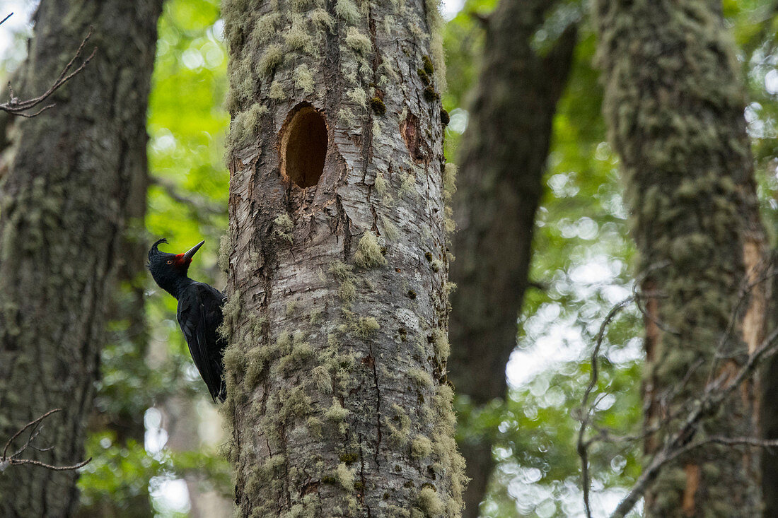 A female Magellanic woodpecker (Campephilus magellanicus) at a nest in tree trunk in Los Glaciares National Park near El Calafate, Argentina.