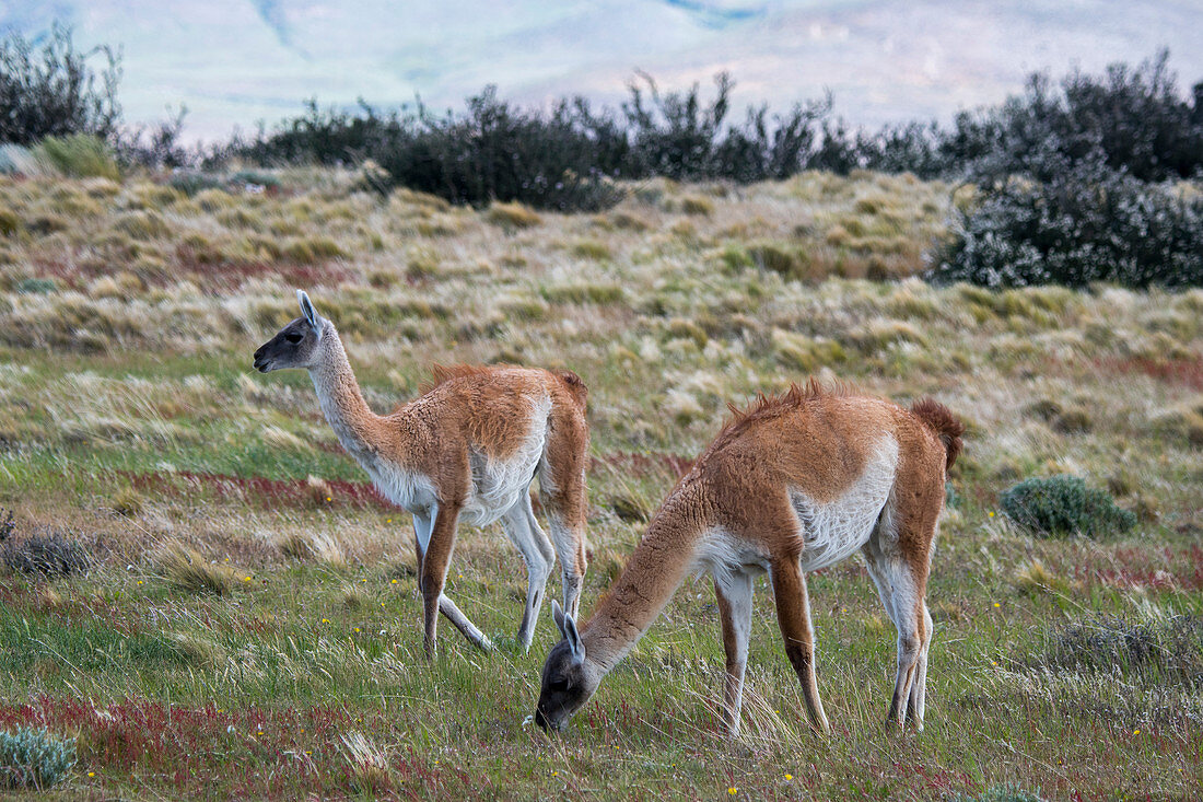 Guanacos (Lama guanicoe) auf Ranchland in der Nähe des Torres del Paine-Nationalparks im Süden Chiles.