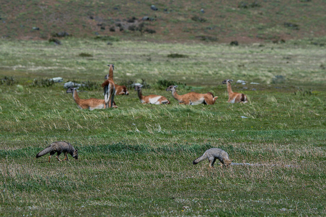 Gray foxes (Urocyon cinereoargenteus), or grey fox, looking for food in the grass of Torres del Paine National Park in Southern Chile with guanacos in the background.