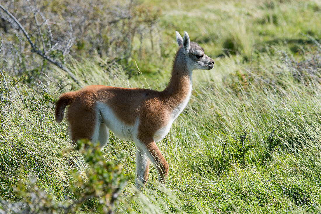 A baby (chulengo) guanaco (Lama guanicoe) in Torres del Paine National Park in Southern Chile.