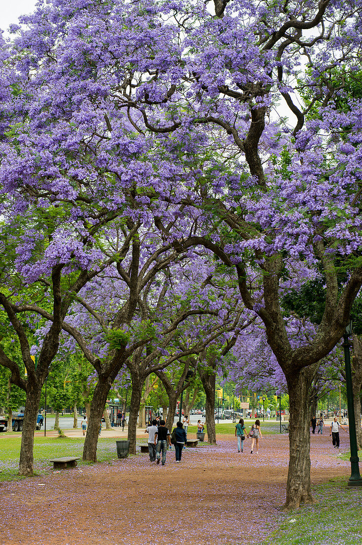 Blühende Jacaranda-Bäume in einem Park nahe der Plaza Italia in Buenos Aires, Argentinien.