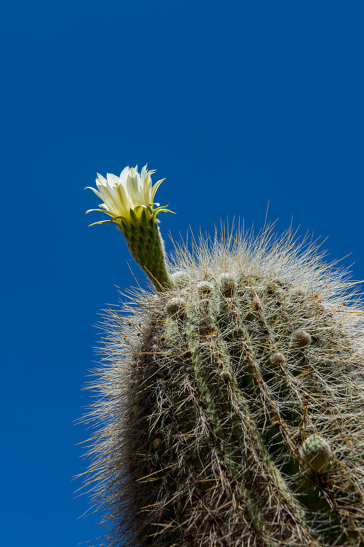Cardón-Kaktus mit Blüte in Humahuaca, einer Stadt im Tal von Quebrada de Humahuaca, Andengebirge, Provinz Jujuy, Argentinien.
