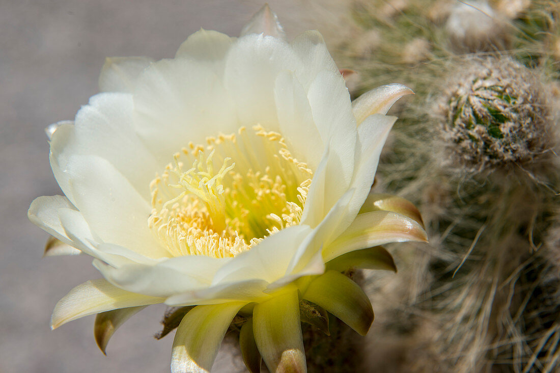 Cardón-Kaktus mit Blüte, Nahaufnahme, in den Anden in der Nähe von Purmamarca, Provinz Jujuy, Argentinien.