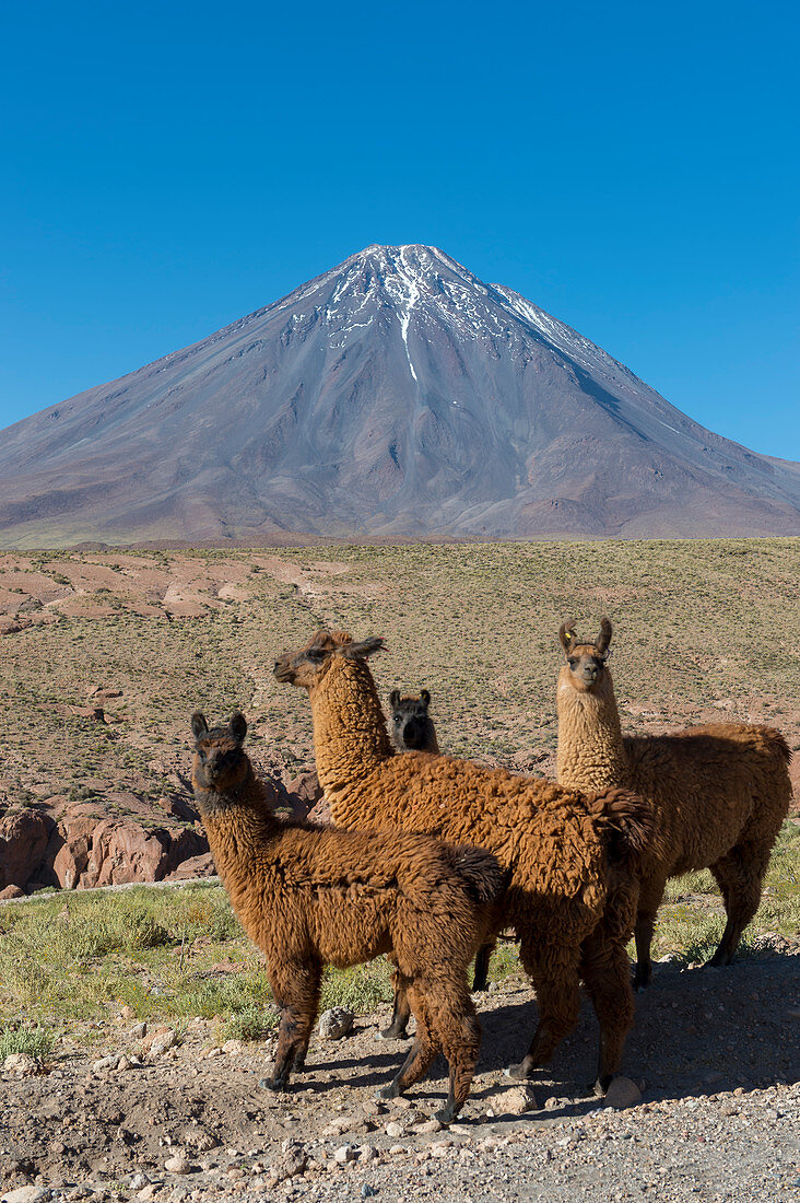 Llamas with Licancabur volcano, 5,920 m (19,423 ft), in background, which is a highly symmetrical stratovolcano on the southernmost part of the border between Chile and Bolivia, near the Jama Pass in the Andes Mountains, Chile.