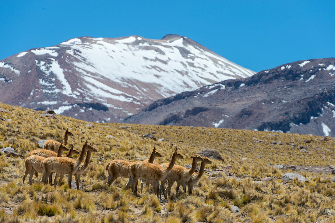 Vikunjas (Vicugna vicugna) am Hang in der Atacama-Wüste bei San Pedro de Atacama, Nordchile.