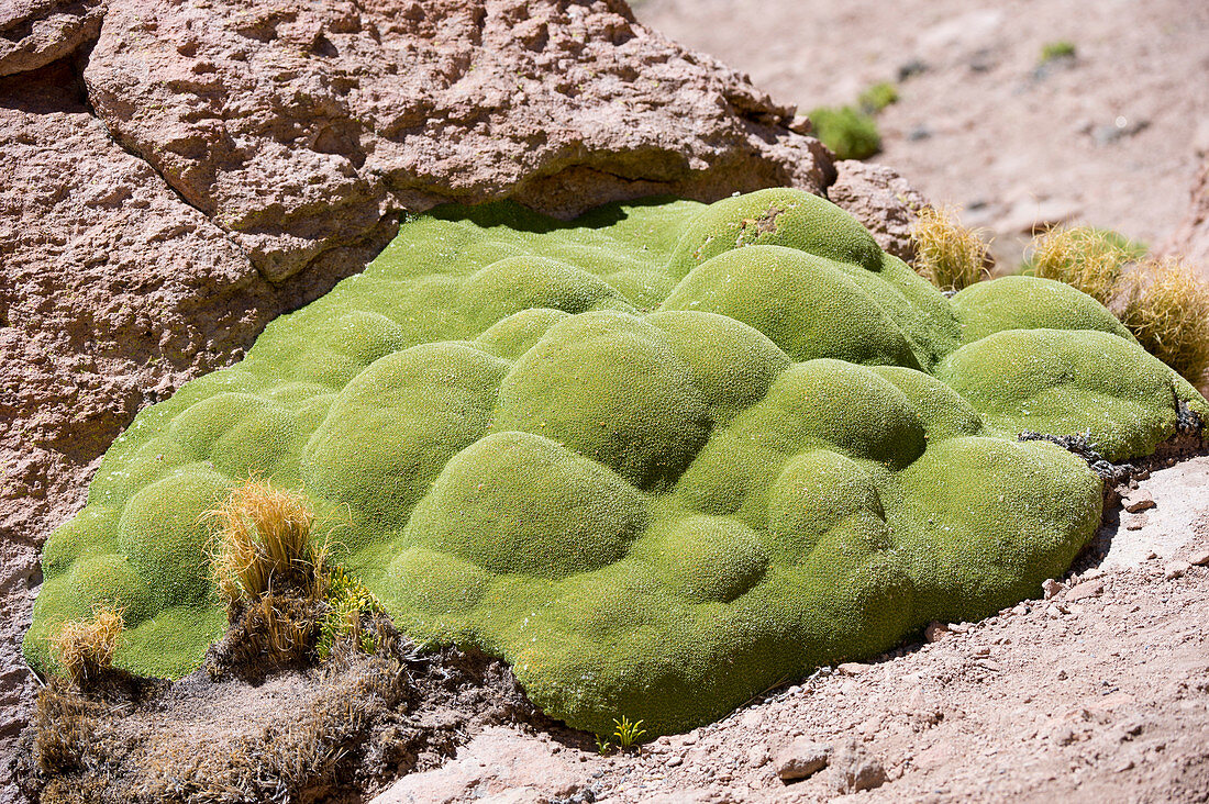 Llareta oder Yareta (Azorella compacta) im geothermischen Becken El Tatio Geysers bei San Pedro de Atacama in der Atacama-Wüste im Norden Chiles.