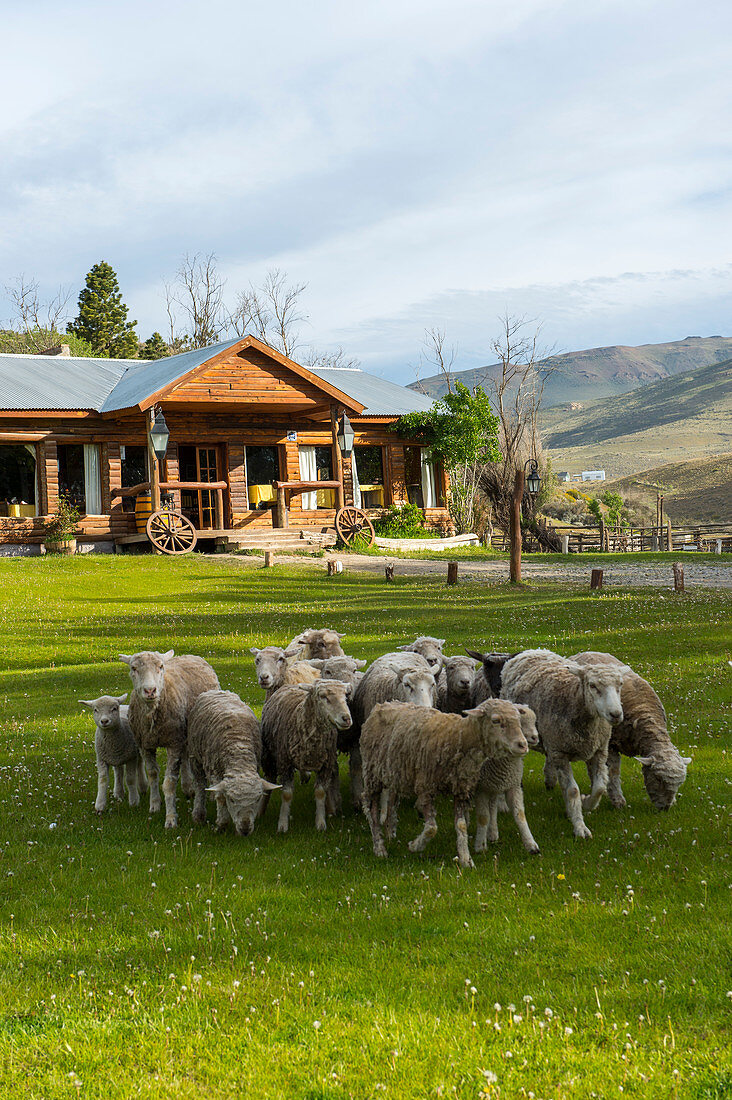 Schafe im Kau Yatun Hotel, einer ehemaligen Estancia, in El Calafate, Patagonien, Argentinien.