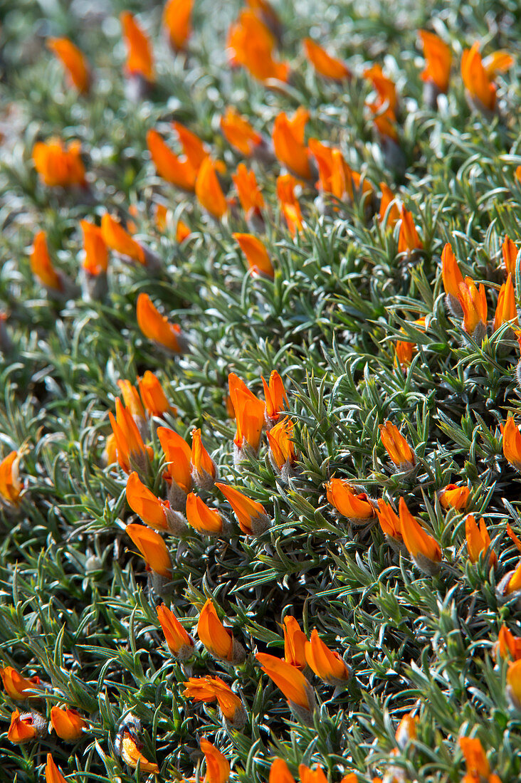 Neneo (Anathrophyllum desideratum) wildflowers in Torres del Paine National Park in Patagonia, Chile.