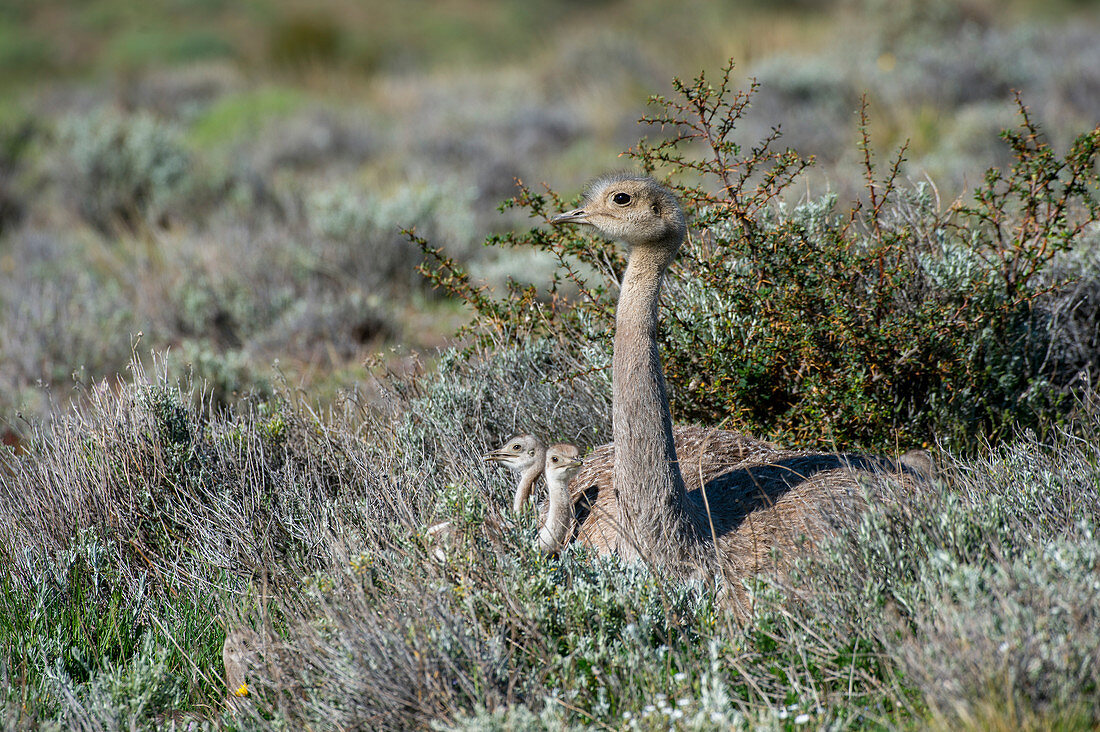 Darwin's Rhea (Rhea pennata) male with chicks resting in Torres del Paine National Park in Patagonia, Chile.
