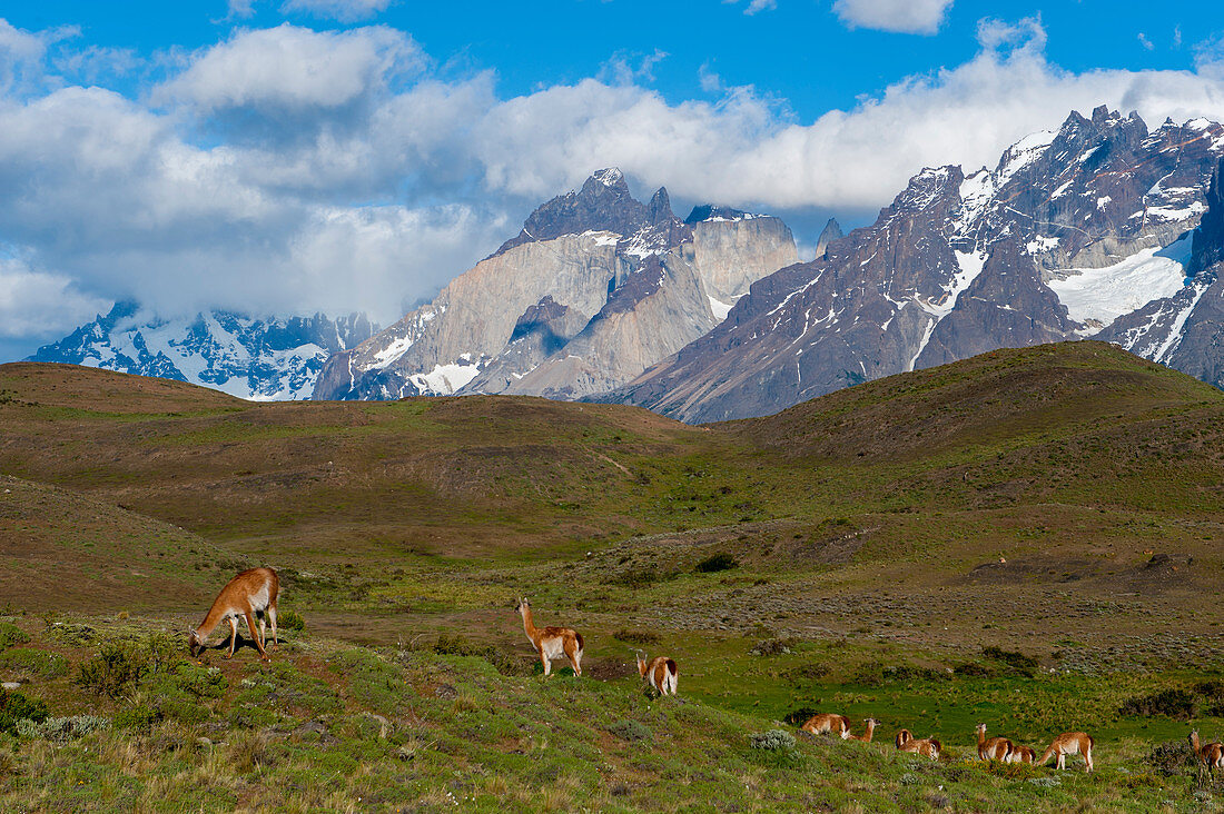 Guanako (Lama guanicoe) territoriales Männchen wacht über Weibchen im Torres del Paine Nationalpark in Patagonien, Chile.