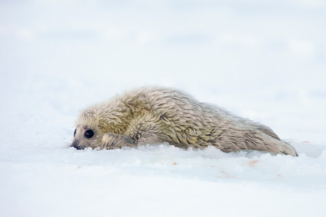 Baby-Ringelrobbe (pusa hispida), die auf dem Eis in Van Mijienfjord, Spitzbergen, Spitzbergen ruht